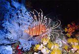 lion-fish.jpg image by rubyicemilk